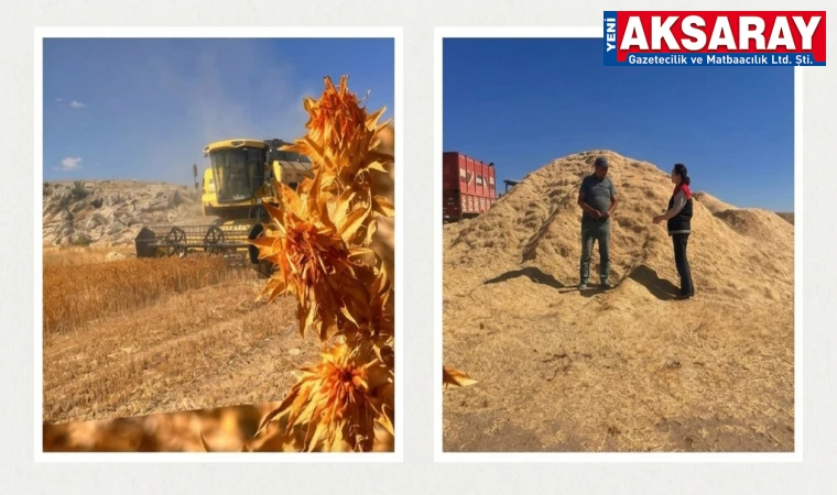 Aspir hasadıyla tohumlar alınıyor