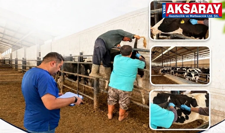 Büyükbaş hayvancılık işletmelerinde aşı günleri