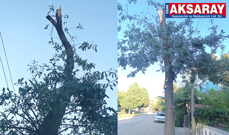 MAHALLE SAKİNLERİNDEN Ağaç budama uygulamasına tepki
