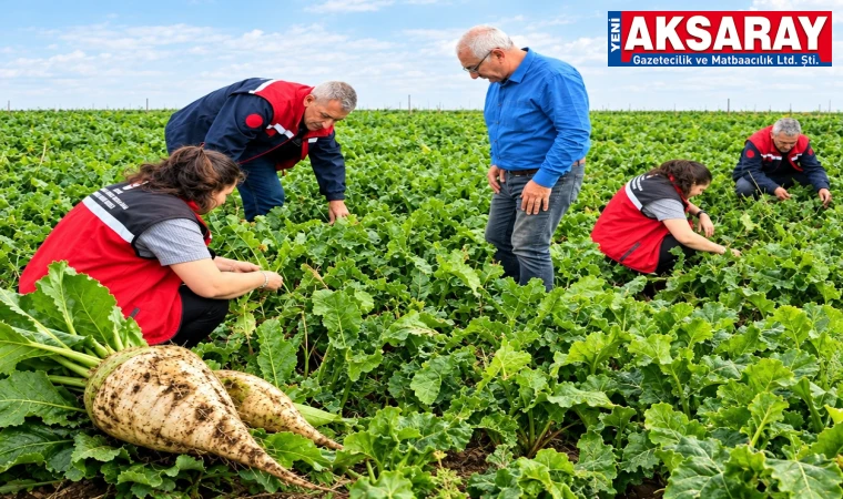 Pancar ekim alanları kontrol edildi