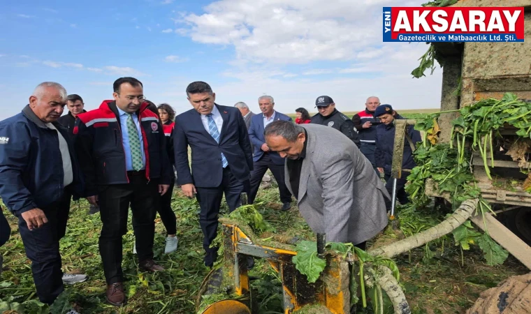 Pancar hasadı başladı