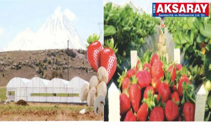 Aksaray tarımı özel idare kaynaklarından beslenecek