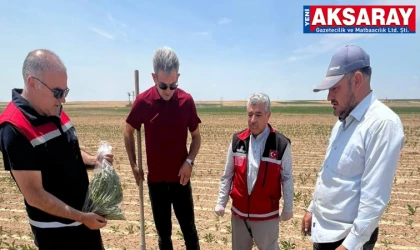 Pancar ve anason ekim alanları kontrol edildi