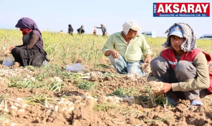 SARIMSAK HASADI BAŞLADI Rusya, Almanya ve İspanya'nın antibiyotiği Aksaray’dan