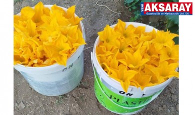Aksaray Kabak Gülü'nü çok seviyor