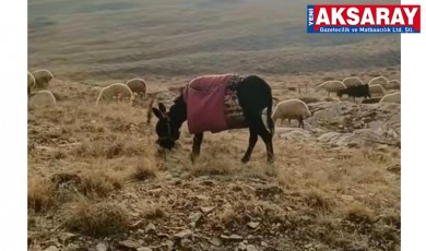 Kayıp eşeği bulana ödül