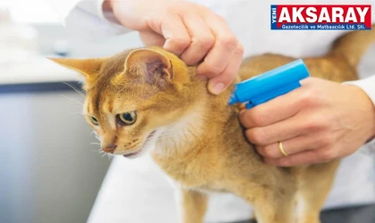 KEDİ VE KÖPEKLERE ÇİP ZORUNLULUĞU Mobil kimliklendirme takvimi açıklandı