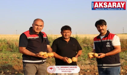 Patates hasadına başlandı