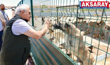 Sahipsiz hayvanlara daha iyi bir yaşam alanı sunulacak