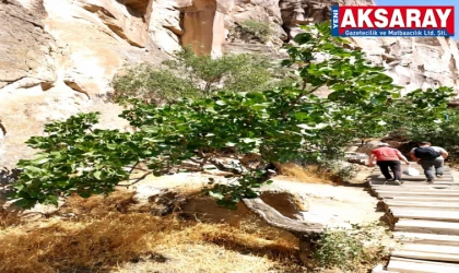 Fıstık ağaçlarını da don vurmuş