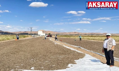 Yeni mahsul ay çekirdeği hasadı başladı