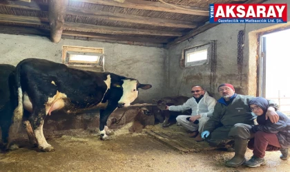 AKSARAY ÜNİVERSİTESİ’NDEN GENETİK DEVRİM  Süt alerjisini taşımayan buzağılar doğdu