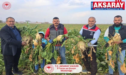 Pancar hasadına katıldılar