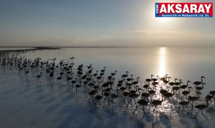 Flamingolar Tuz Gölü’ne artık gelmiyor