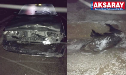 SÜRÜCÜLER DİKKAT!  Yolda domuz sürüsü tehlikesi