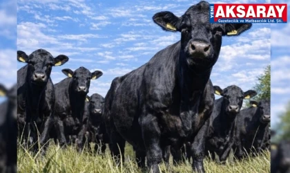 AKSARAYLI ÜRETİCİLER DİKKAT! Besili hayvan ithalatı başvuruları başlıyor