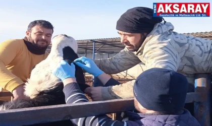 AŞILAMA ÇALIŞMALARI Sultanhanı’nda hayvan sağlığı seferberliği