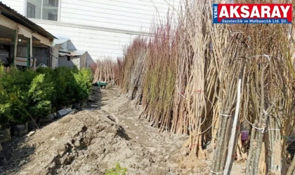 Fidan dikim zamanı geldi