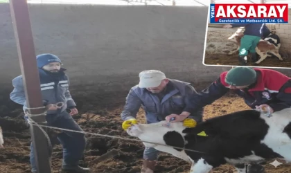 Hayvanlara Şap ve Brucella aşıları yapılıyor