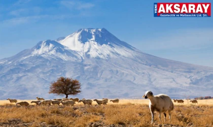 Yeni proje ile Aksaray’a 125 bin küçükbaş hayvan kazandırılacak