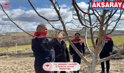 Ağaçören’de ceviz üretimi yakın takibe alındı