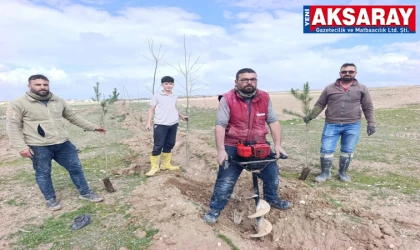 Bozkırın kaderi 60 bin fidanla değişecek