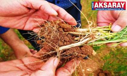 Hububata hastalık gelmeden erken müdahale uyarısı