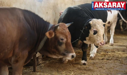 AKSARAYLI ÜRETİCİLERDEN KURBANLIK ALACAKLARA UYARI Kurbanlık hayvanın yaşına dikkat edin!