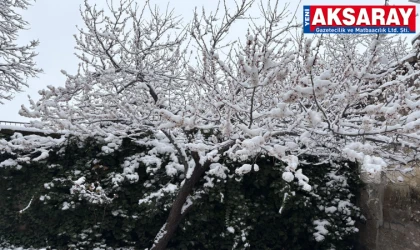 Çiçek açan meyve ağaçlarının üzerine kar düştü