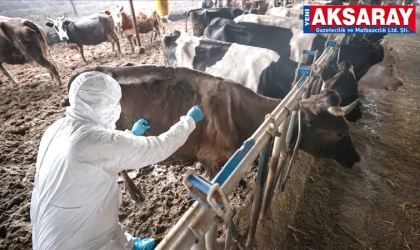 ESKİL’DE ŞAP ALARMI Kaputaş yaylası karantinaya alındı