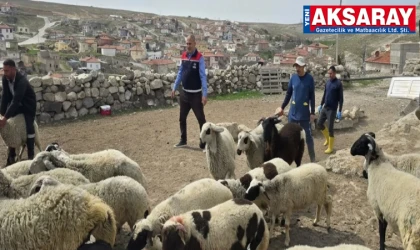 Küçükbaş hayvanlarda küpeleme çalışması