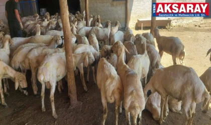 Kurbanlık telaşı başladı