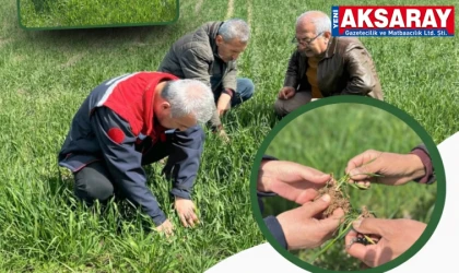 Zirai ekipler hububat mesaisinde