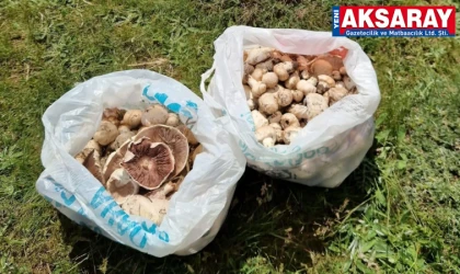 Ekecik Dağı’nda mantar toplama sezonu bereketli geçiyor