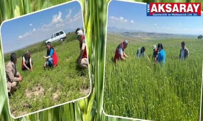 Tarla ve sahalarda hastalık taraması
