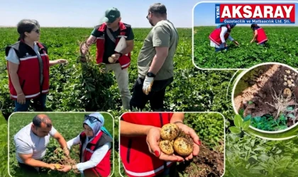 Sertifikalı tohumluk patates kontrolleri yapılıyor