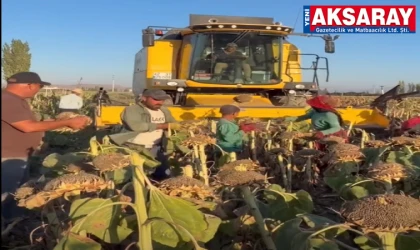 Çerezlik ayçiçeği hasadı başladı