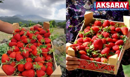 Çilek üretimi bölge çiftçisine yeni gelir kapısı