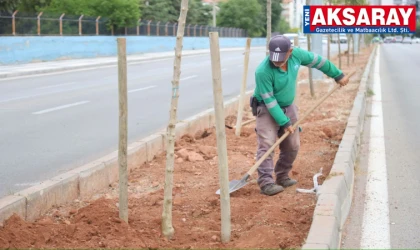İki bölgede ağaçlandırma çalışması