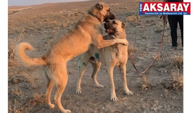 Köpek dövüştürüp sosyal medyada paylaştılar