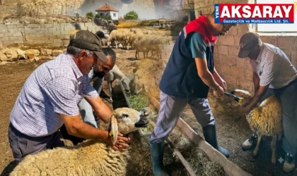 Küçükbaş hayvanlarda küpeleme ve aşılama hamlesi