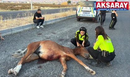 Yaralı ata 4 saatlik kurtarma çalışması