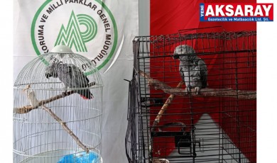 2 Jako papağanı yakalandı