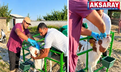 Hastalıklara karşı şap aşılama çalışması başlatıldı