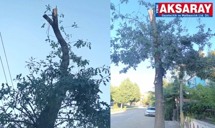 MAHALLE SAKİNLERİNDEN Ağaç budama uygulamasına tepki