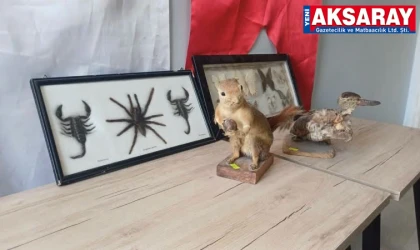 Sincap ve akrepler ele geçirildi