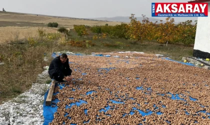 Cevizin kilosu 200 ile 250 lira arasında satılıyor