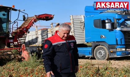 Eskil’de domates hasadına katıldı