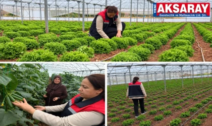 KOP Destekli seralarda hasat ve verim kontrolü