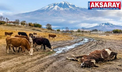 Tarım Müdürlüğü yetiştiricileri uyardı